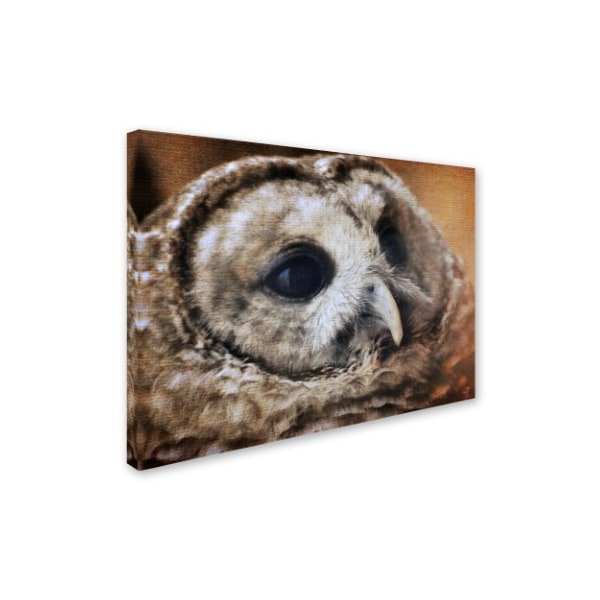 Jai Johnson 'Barred Owl' Canvas Art,14x19